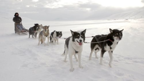 Dr Derek Muller riding a husky train in Norway